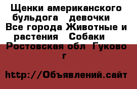 Щенки американского бульдога ( девочки) - Все города Животные и растения » Собаки   . Ростовская обл.,Гуково г.